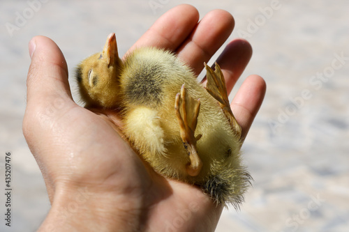 Died chick of duck in hand photo