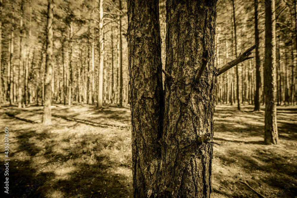 Naklejka premium Two pine trees in a pine forest. Focus on tree trunk
