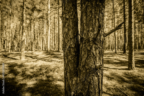 Fototapeta Naklejka Na Ścianę i Meble -  Two pine trees in a pine forest. Focus on tree trunk