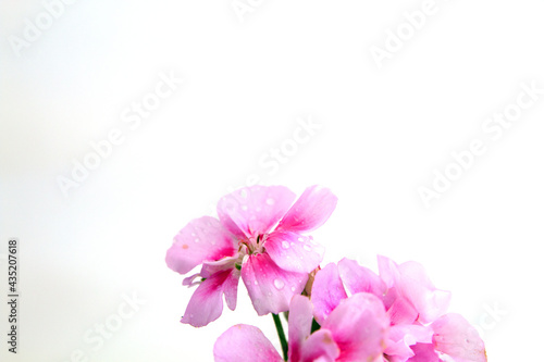 pink folwer © hayyam26