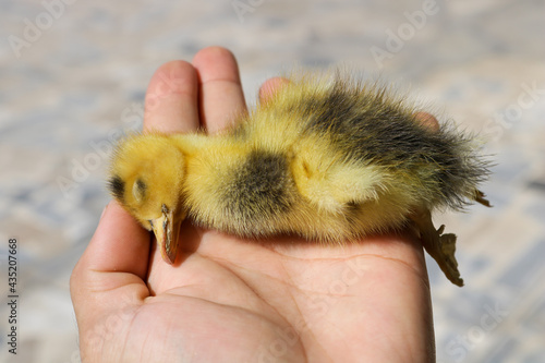 Died Chick of Duck in hand, Died Baby duck, Died duckling  photo