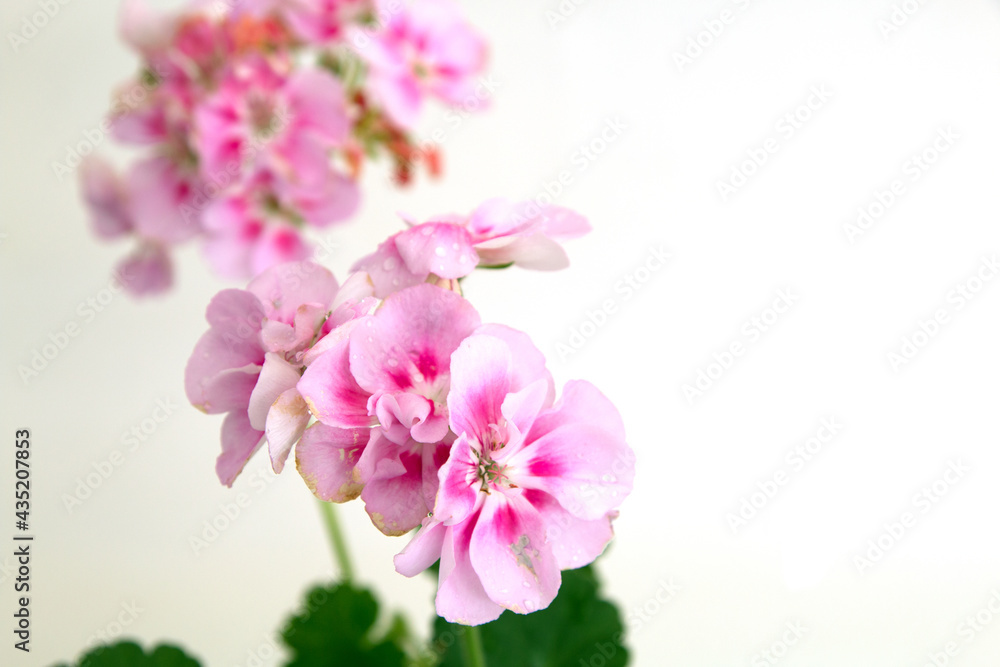 pink folwer pink folwer