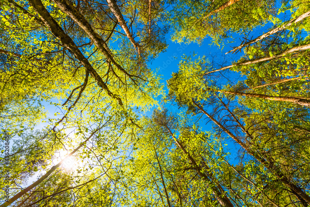 Variety crowns of the trees in the spring forest against the blue sky with the sun. Bottom view of the trees Variety crowns of the trees in the spring forest against the blue sky with the sun. Bottom view of the trees