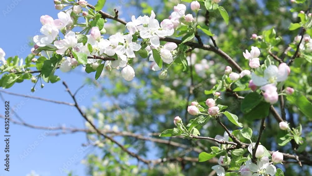 White flowers and pink buds on a branch of an apple tree on a sunny day, close-up. Spring nature background White flowers and pink buds on a branch of an apple tree on a sunny day, close-up. Spring nature background