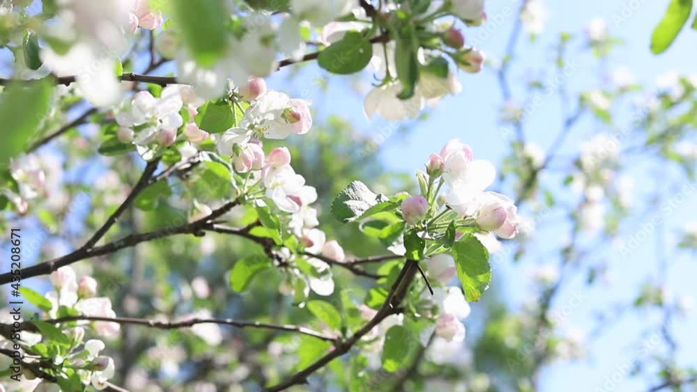 Beautiful white flowers and pink buds on a branch of an apple tree on a sunny day. Spring nature background Beautiful white flowers and pink buds on a branch of an apple tree on a sunny day. Spring nature background