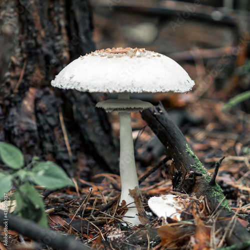 The white fungus Macrolepiota excoriata grows in a forest