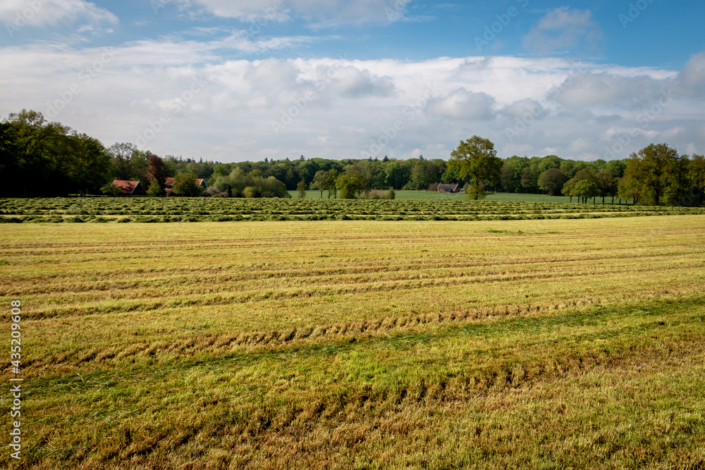 Freshly mowed grass on the hilly farmland in the Twente region, Overijssel province, The Netherlands