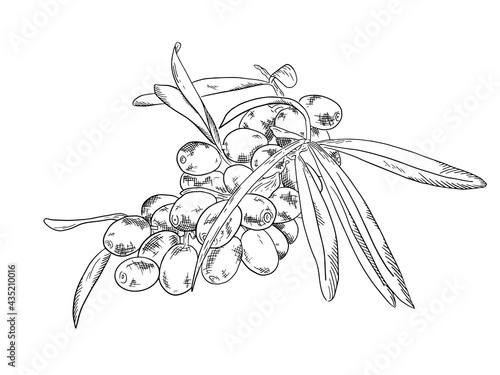 Background with sea buckthorn: branch of sea buckthorn, berries and leaves. Cosmetic and medical plant. Vector hand drawn illustration for postcards, books, menus, brochures, banners, labels.