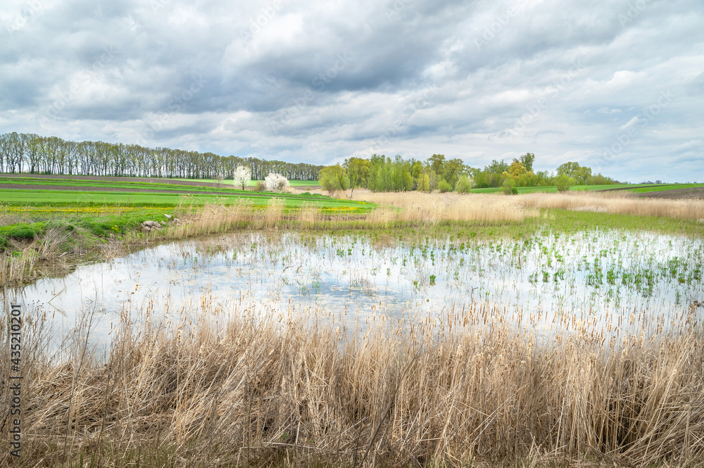 Dry reeds in cloudy weather. Panorama of the lake shore overgrown with reeds in the spring.