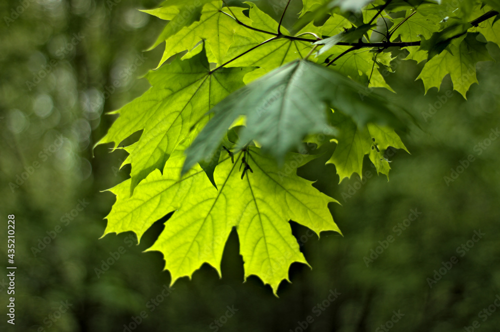 Zwisające na słońcu zielone liście klonu pokazujące prawdziwą wiosne - obrazy, fototapety, plakaty 