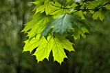 Zwisające na słońcu zielone liście klonu pokazujące prawdziwą wiosne
