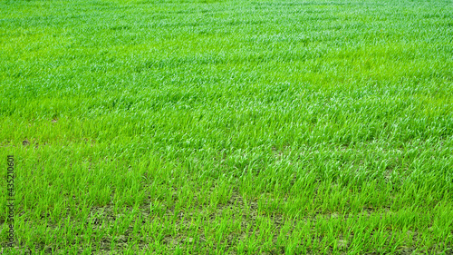 Green field background. Perspective of green grass. Grass background. Classic natural texture for editing and design.