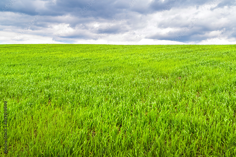 Storm clouds over the green field. Dark cloudy sky over young green grass. Classic natural texture for editing and design. Storm clouds over the green field. Dark cloudy sky over young green grass. Classic natural texture for editing and design.