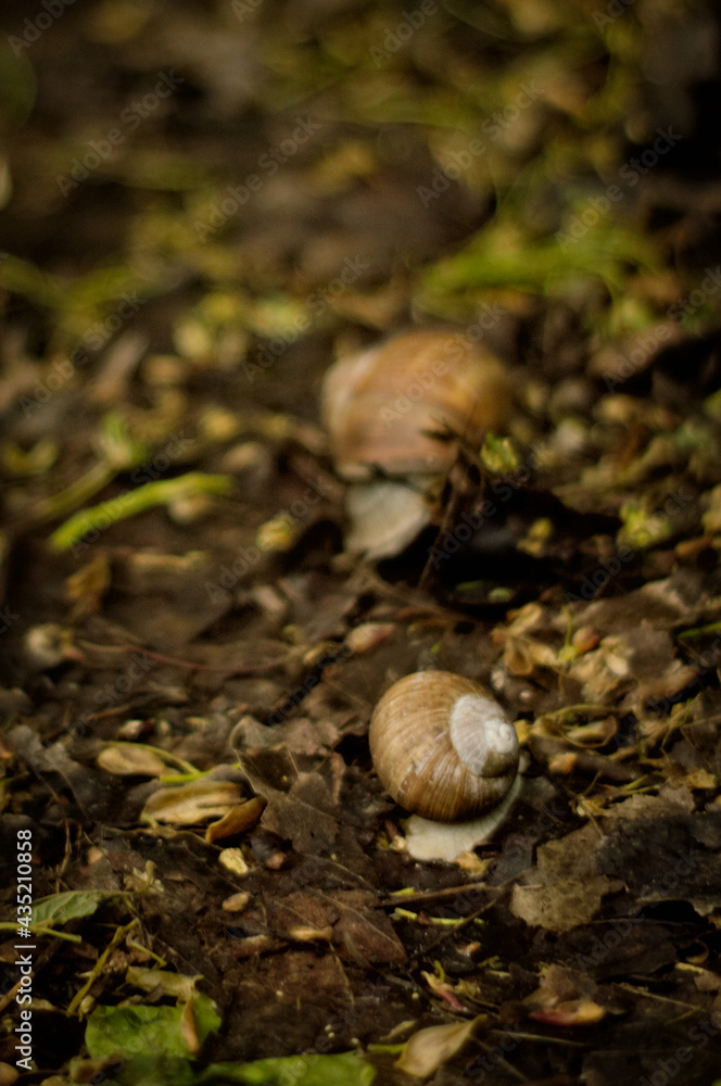 Duże ślimaki na leśnej ścieżce w wiosennej aurze. - obrazy, fototapety, plakaty 