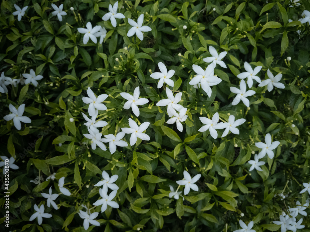 Blossom white star flower Ipheion uniflorum with green leaves close up view background wallpaper Blossom white star flower Ipheion uniflorum with green leaves close up view background wallpaper