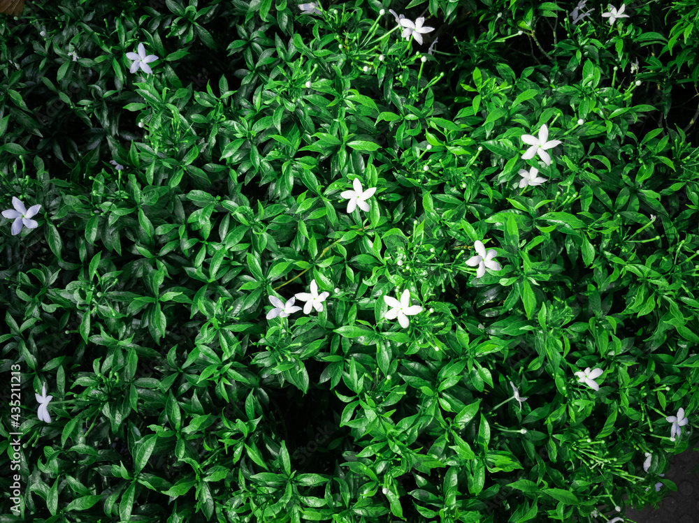 Blossom white star flower Ipheion uniflorum with green leaves close up view background wallpaper Blossom white star flower Ipheion uniflorum with green leaves close up view background wallpaper