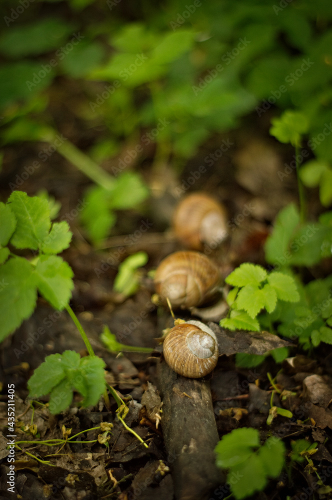 Skorupa ślimaka, muszla, idący ślimak na leśnej brązowo zielone ściółce, ścieżce w wiosennej aurze, na ziemi. Skorupa ślimaka, muszla, idący ślimak na leśnej brązowo zielone ściółce, ścieżce w wiosennej aurze, na ziemi.