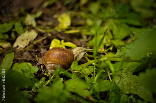 Skorupa ślimaka, muszla, idący ślimak na leśnej brązowo zielone ściółce, ścieżce w wiosennej aurze, na ziemi.