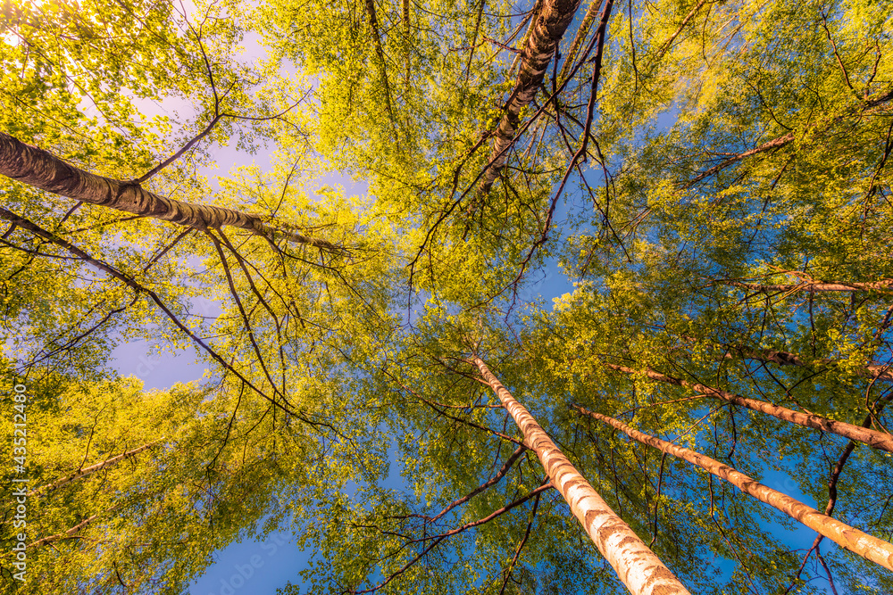 Fototapeta premium Spring in the deciduous forest. View of the tops of the trees in the sunlight from the ground level