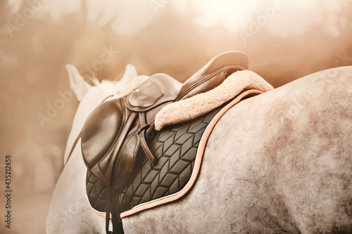 A rear view of a dappled grey horse with a leather sports saddle on its back and a dark padded saddlecloth, illuminated by daylight. Equestrian sports. Horse riding. Equestrian life.
 photo