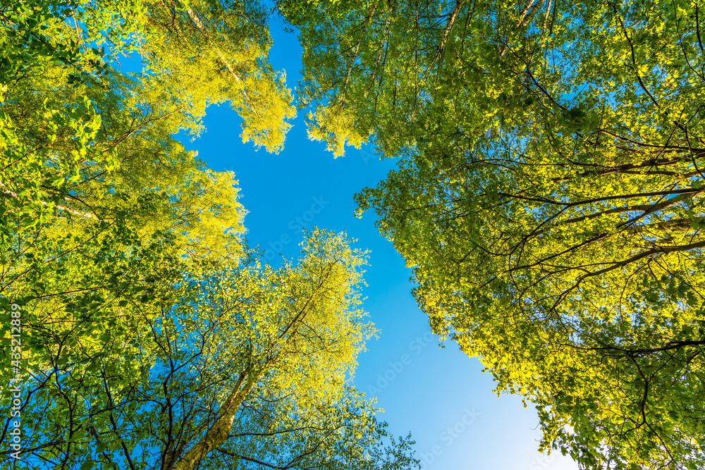 Fototapeta premium Spring in the deciduous forest. View of the tops of the trees in the sunlight from the ground level