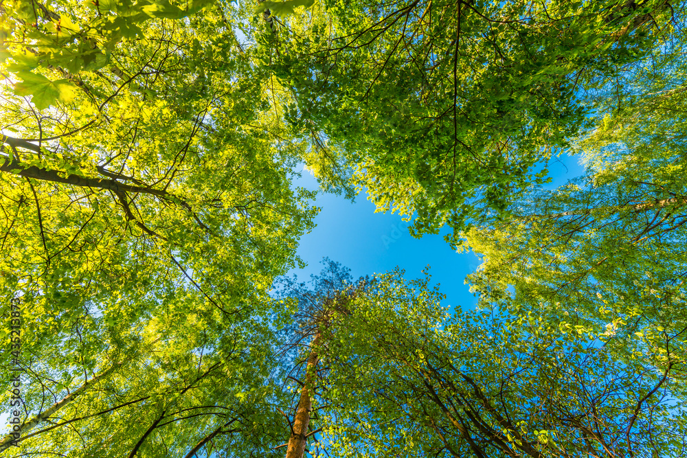 Spring in the deciduous forest. View of the tops of the trees in the sunlight from the ground level Spring in the deciduous forest. View of the tops of the trees in the sunlight from the ground level