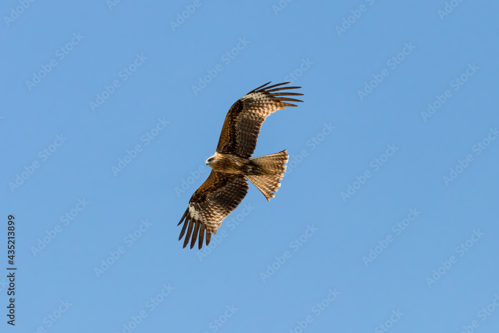 Fototapeta premium Black Kite - Milvus migrans - flying in Donana National Park, Andalucia, Spain