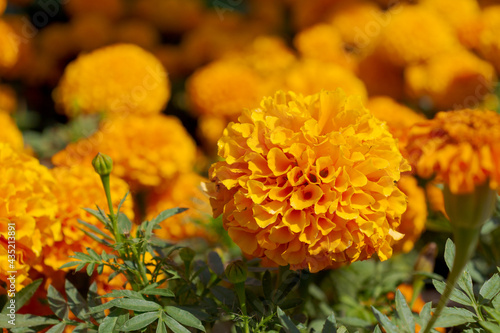 Close up view of orange French marigold (Tagetes patula) 'Hero Orange' (Hero Series) flowers. Selective focus. Ornamental garden. Beauty in nature theme. © Андрей Рыков