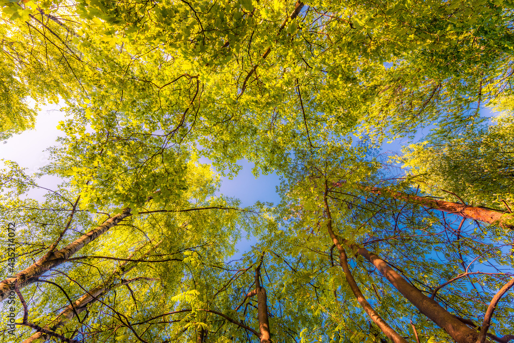 Spring in the deciduous forest. View of the tops of the trees in the sunlight from the ground level Spring in the deciduous forest. View of the tops of the trees in the sunlight from the ground level