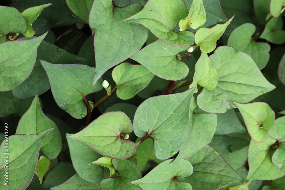 Dokudami, Houttuynia cordata, traditional southasian herb in a shady garden
Dokudami, Houttuynia cordata, traditional southasian herb in a shady garden