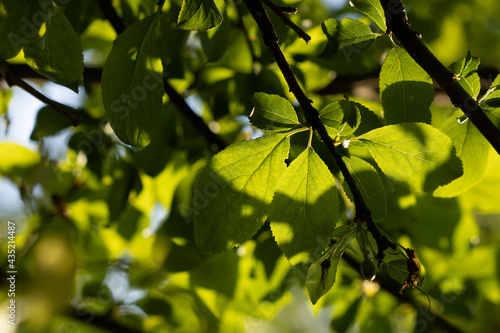 green leaves on a day