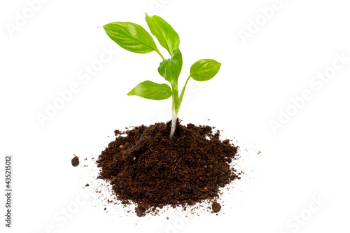 Young plant in pile of soil or ground isolated on a white background. Growth, new life concept