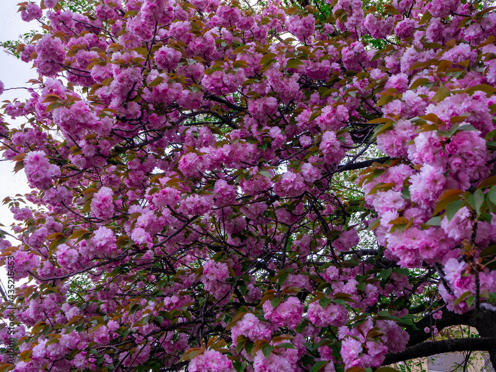 Amazing cherry flowers season in japan Amazing cherry flowers season in japan