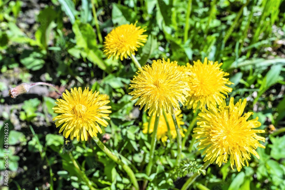 Several yellow dandelions on a background of green grass. Several yellow dandelions on a background of green grass.