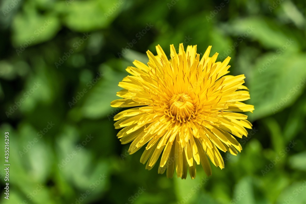 Yellow spring dandelion close-up on a green background. Yellow spring dandelion close-up on a green background.