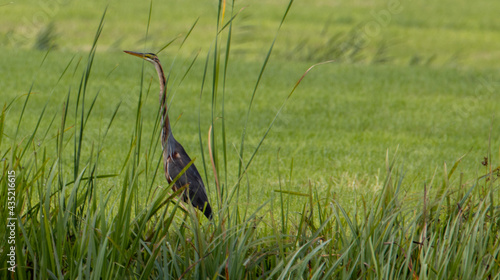 heron on the grass