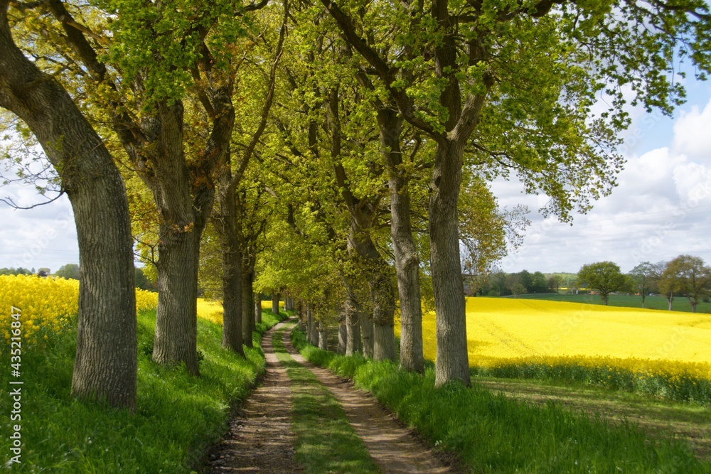 Naklejka premium Eichenallee am Rapsgfeld