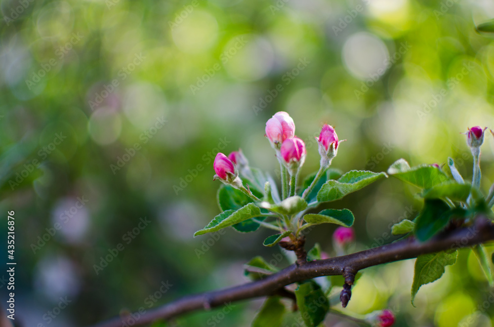 Gentle pink apple blossom on a spring branch outdoors Gentle pink apple blossom on a spring branch outdoors