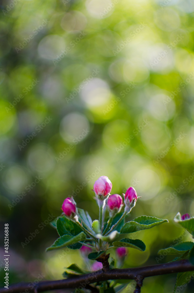 Gentle pink apple blossom on a spring branch outdoors Gentle pink apple blossom on a spring branch outdoors