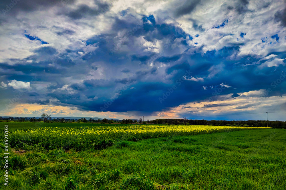 Obraz premium Dark clouds over a field of blooming yellow rape seed