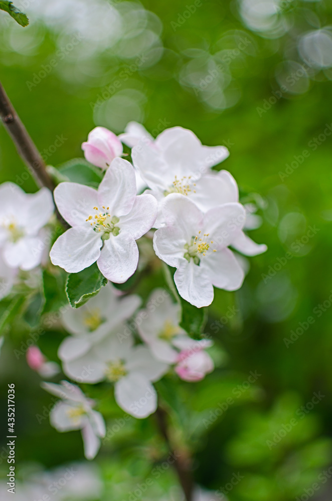 Gentle pink apple blossom on a spring branch outdoors Gentle pink apple blossom on a spring branch outdoors