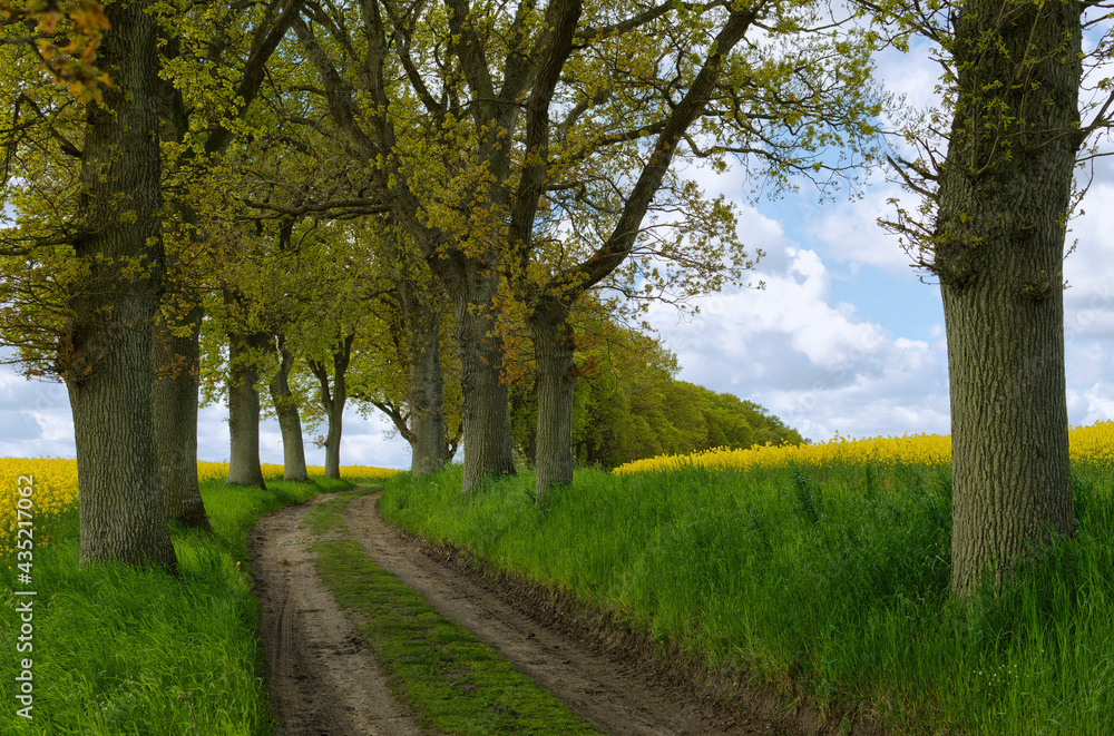Fototapeta premium Eichenallee am Rapsgfeld