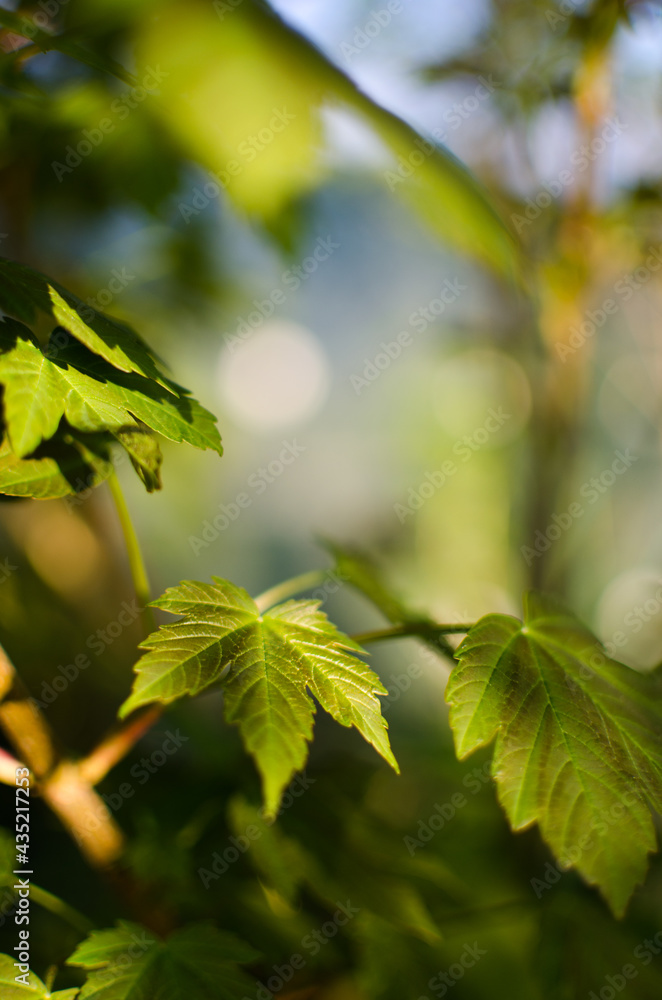 Abstraction growing green leaves on a light background outdoors Abstraction growing green leaves on a light background outdoors