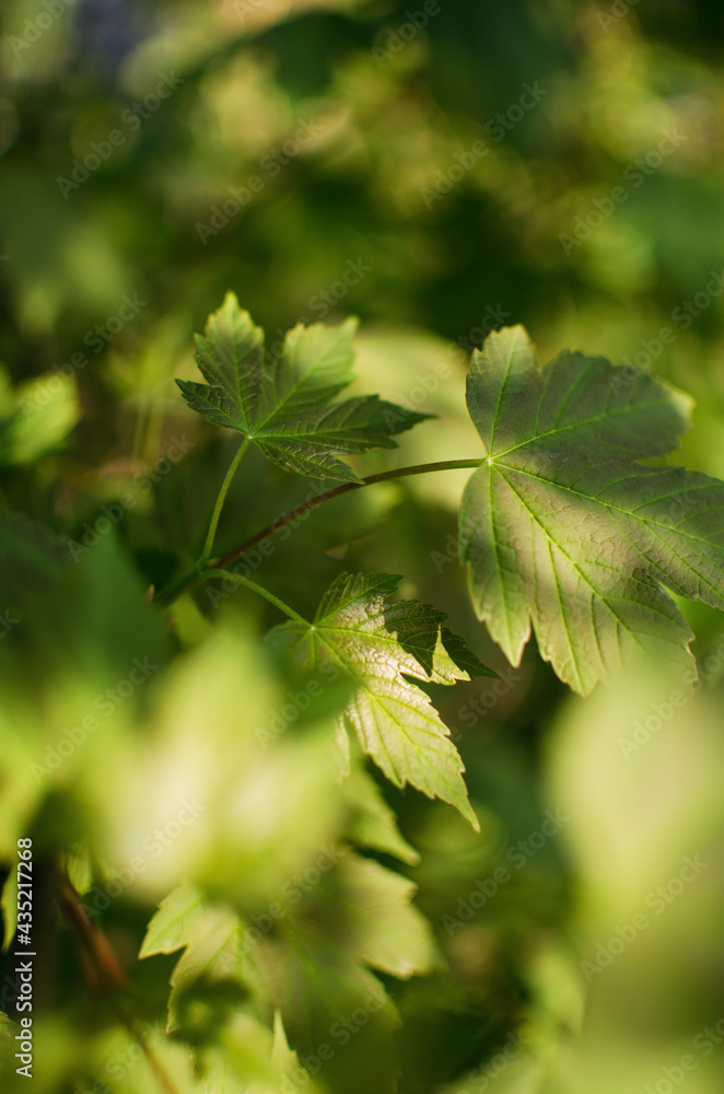 Abstraction growing green leaves on a light background outdoors Abstraction growing green leaves on a light background outdoors