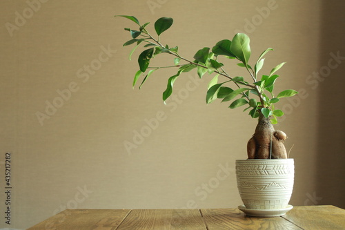 観葉植物のガジュマル