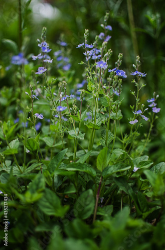 Little spring blue Veronica flowers bloom outdoors