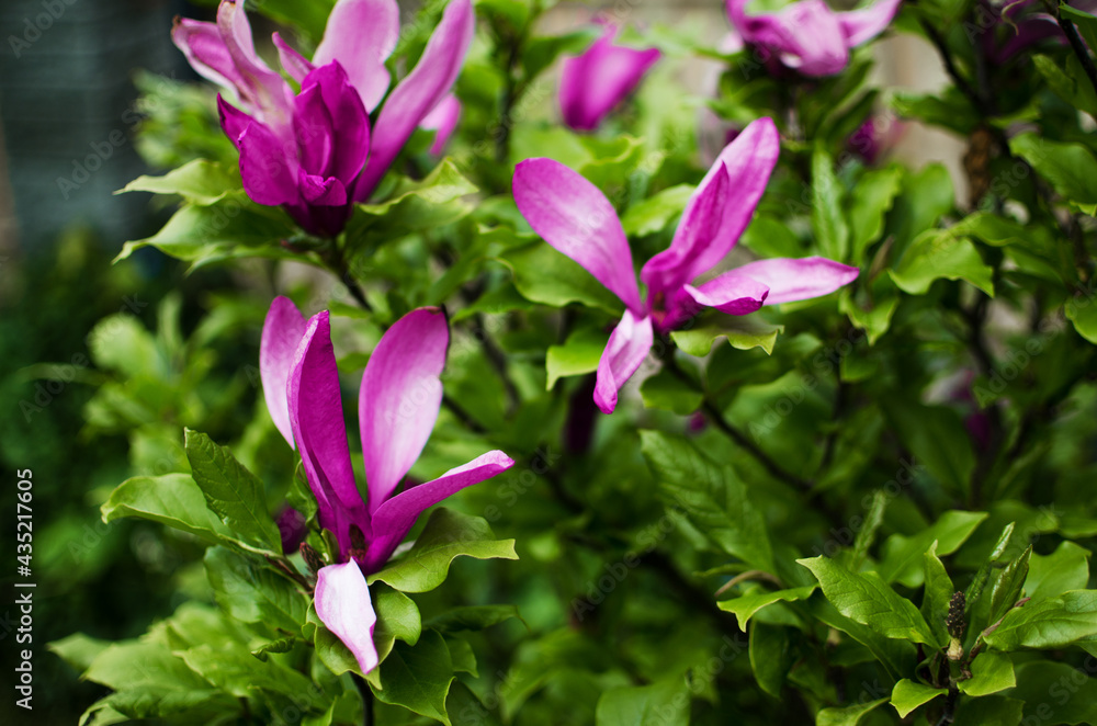 Adorable large magnolia flowers bloom Adorable large magnolia flowers bloom