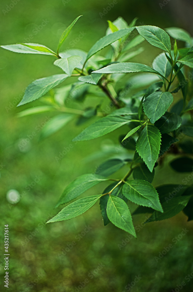 Abstraction growing green leaves on a light background outdoors Abstraction growing green leaves on a light background outdoors