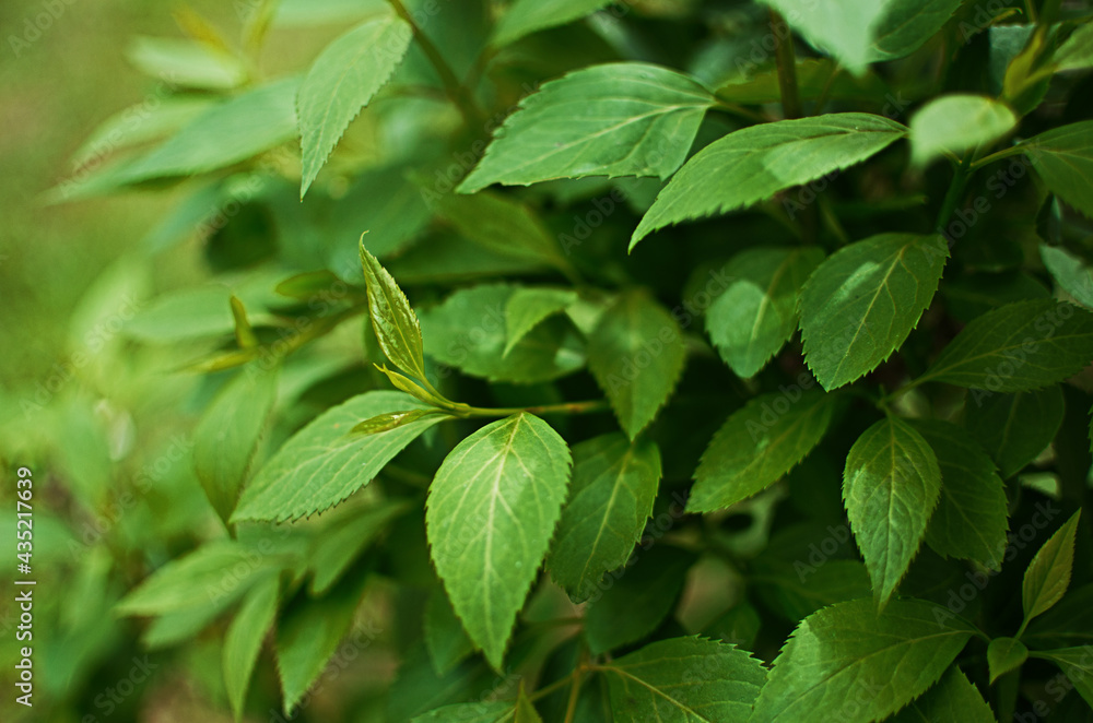 Abstraction growing green leaves on a light background outdoors Abstraction growing green leaves on a light background outdoors