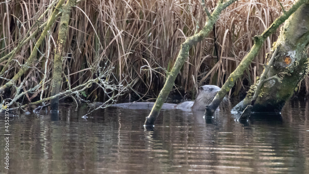 Obraz premium heron in the pond